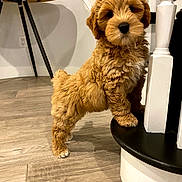 Beans is registered to the contest to win money with this photo: adorable, banister, brown_fur, companion, curly_fur, cute, dog, furniture, home, indoor, looking_at_camera, paw, pet, portrait, puppy, small, staircase, standing, table, wooden_floor