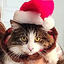 Rio joined the competition — help win amazing prizes! cat, santa_hat, yellow_eyes, whiskers, fur, pet, holiday, costume, festive, scarf, cute, animal, domestic_cat, portrait, indoor, white_fur, brown_fur, face, closeup, hand