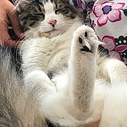 Rio is registered to the contest to win money with this photo: cat, sleeping, fluffy, paw, pet, hand, fur, closed_eyes, relaxed, indoor, person, clothing, pattern, floral, white, gray, pink_nose, cute, cozy, resting