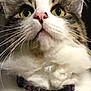Rio joined the competition — help win amazing prizes! cat, close_up, fluffy, whiskers, yellow_eyes, pink_nose, collar, bell, fur, pet, domestic_cat, portrait, animal, indoor, curious, cute, feline, mammal, looking_up, purple_collar