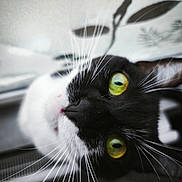 Choky participe au concours pour gagner de l'argent avec cette photo : cat, close_up, black_and_white, green_eyes, whiskers, curious, pet, animal, feline, portrait, indoor, soft_focus, background_blur, face, head, looking_up, ears, nose, mouth, fur
