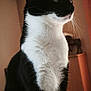 Choky a rejoint le concours — aidez-le/la à gagner de superbes lots ! cat, tuxedo_cat, indoor, pet, black_and_white, whiskers, feline, sitting, side_view, fur, close_up, domestic_animal, curious, animal, portrait, home, furniture, floor, curtain, soft_light