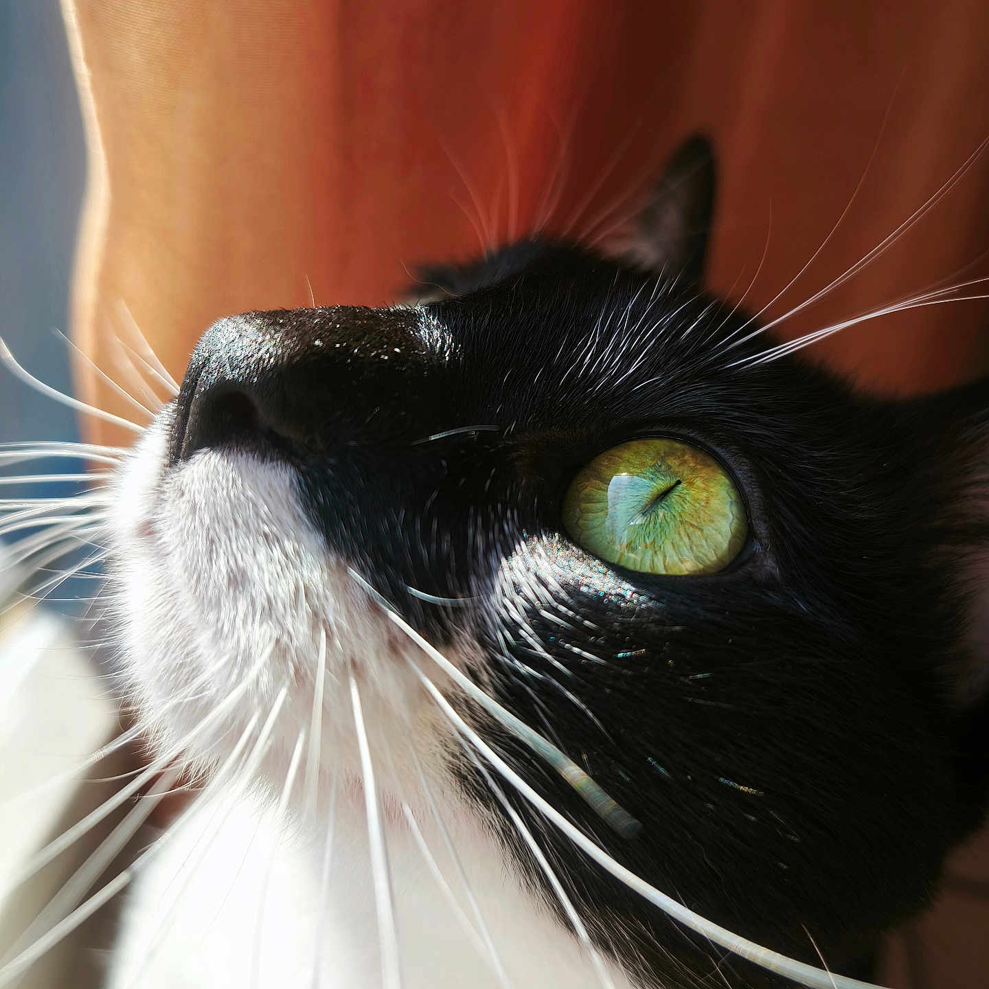 Choky participe au concours pour gagner de l'argent avec cette photo : animal, black_and_white_fur, cat, close_up, curtain, cute, domestic_cat, face, feline, focus, fur, green_eyes, indoor, looking_up, mammal, pet, portrait, soft_light, tuxedo_cat, whiskers