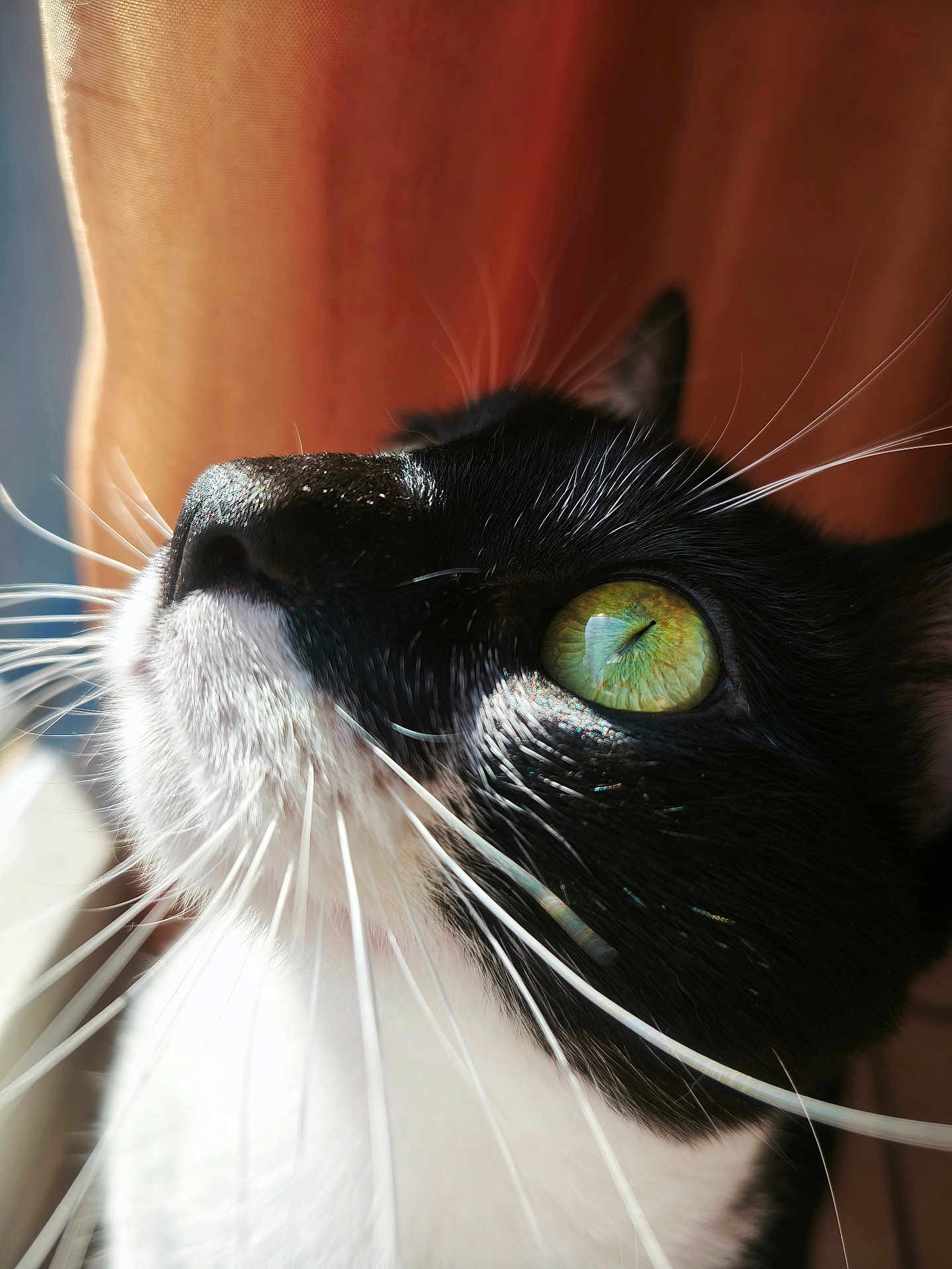 Choky participe au concours pour gagner de l'argent avec cette photo : cat, tuxedo_cat, close_up, whiskers, green_eyes, portrait, feline, animal, pet, soft_light, curtain, black_and_white_fur, looking_up, indoor, fur, face, cute, domestic_cat, mammal, focus