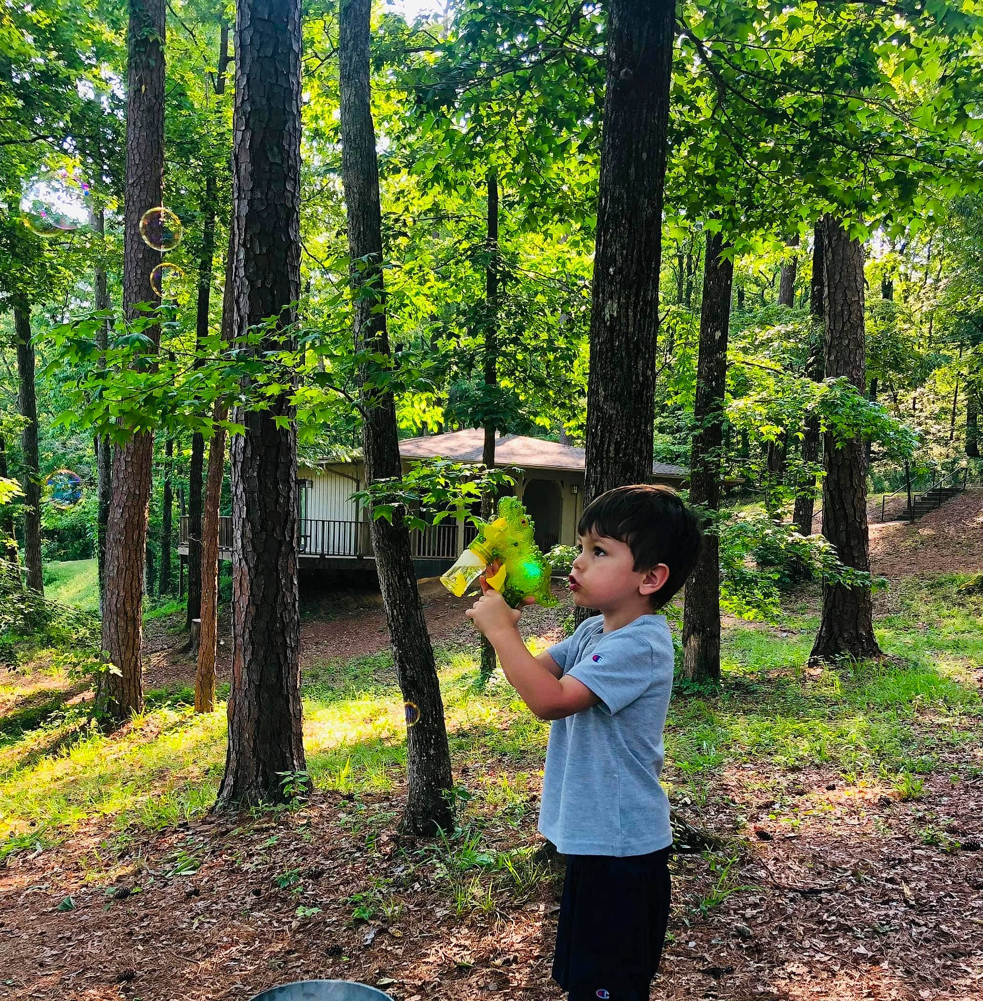 Easton is registered to the contest to win money with this photo: biome, botany, branch, grass, green, happy, leaf, leisure, natural_landscape, outdoor_recreation, people_in_nature, person, plant, shade, shorts, summer, terrestrial_plant, toddler, tree, trunk