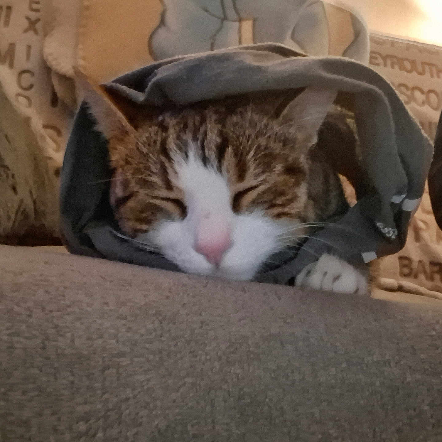 Berlioz participe au concours pour gagner de l'argent avec cette photo : blanket, cat, close_up, couch, covered, cozy, cute, domestic_animal, feline, fur, indoor, paw, pet, pink_nose, relaxed, resting, sleeping, snug, soft, tabby
