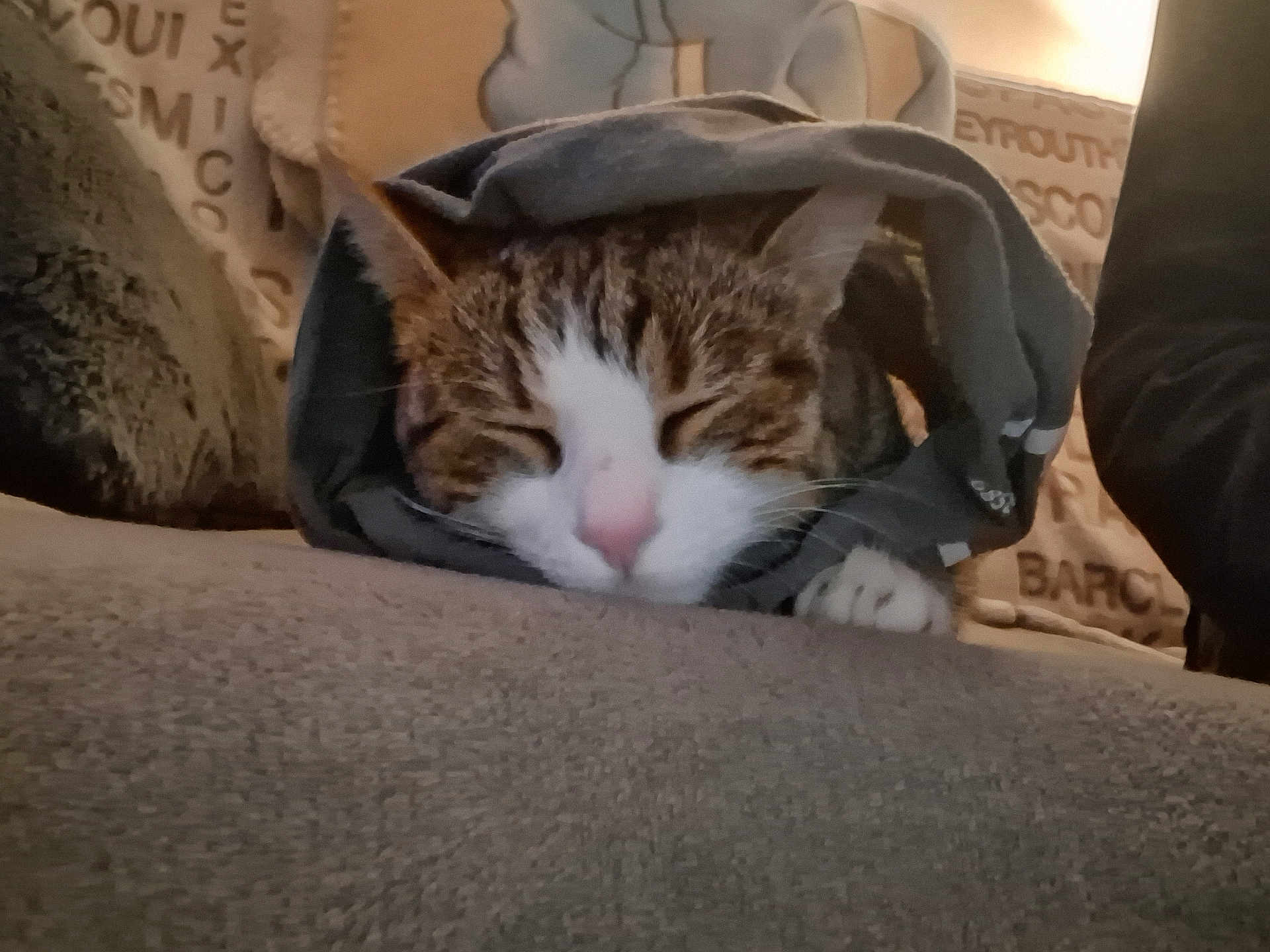 Berlioz participe au concours pour gagner de l'argent avec cette photo : cat, sleeping, tabby, cozy, blanket, couch, indoor, pet, fur, paw, pink_nose, resting, cute, domestic_animal, feline, close_up, covered, relaxed, soft, snug