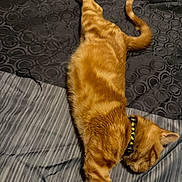 Money joined the competition — help win amazing prizes! cat, orange_tabby, pet, bed, stretching, fur, collar, sleeping, indoor, striped, relaxed, animal, whiskers, tail, comfort, cute, domestic, feline, resting, cozy