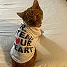Money joined the competition — help win amazing prizes! cat, ginger, pet, animal, shirt, clothing, bed, white, fur, cute, looking_up, collar, indoor, domestic, feline, curious, sitting, closeup, portrait, resting