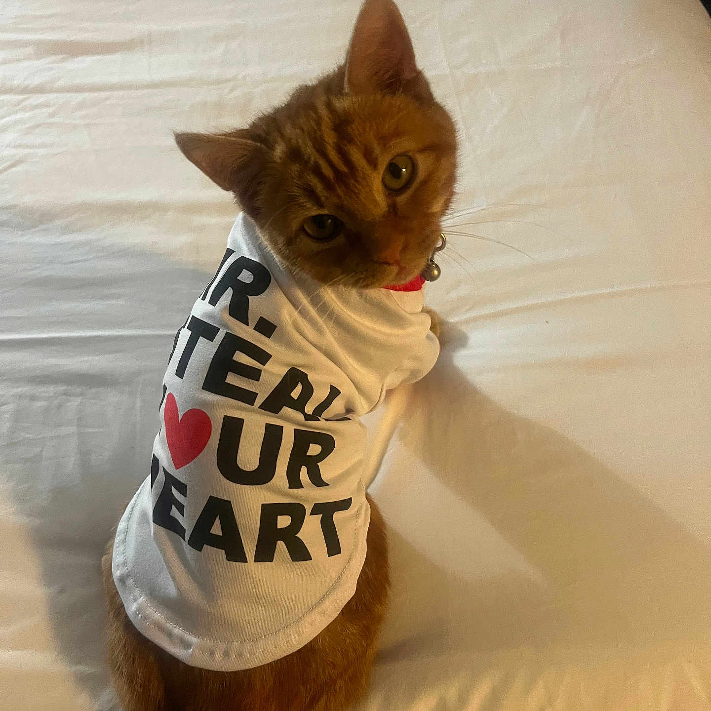 Money joined the competition — help win amazing prizes! cat, ginger, pet, animal, shirt, clothing, bed, white, fur, cute, looking_up, collar, indoor, domestic, feline, curious, sitting, closeup, portrait, resting