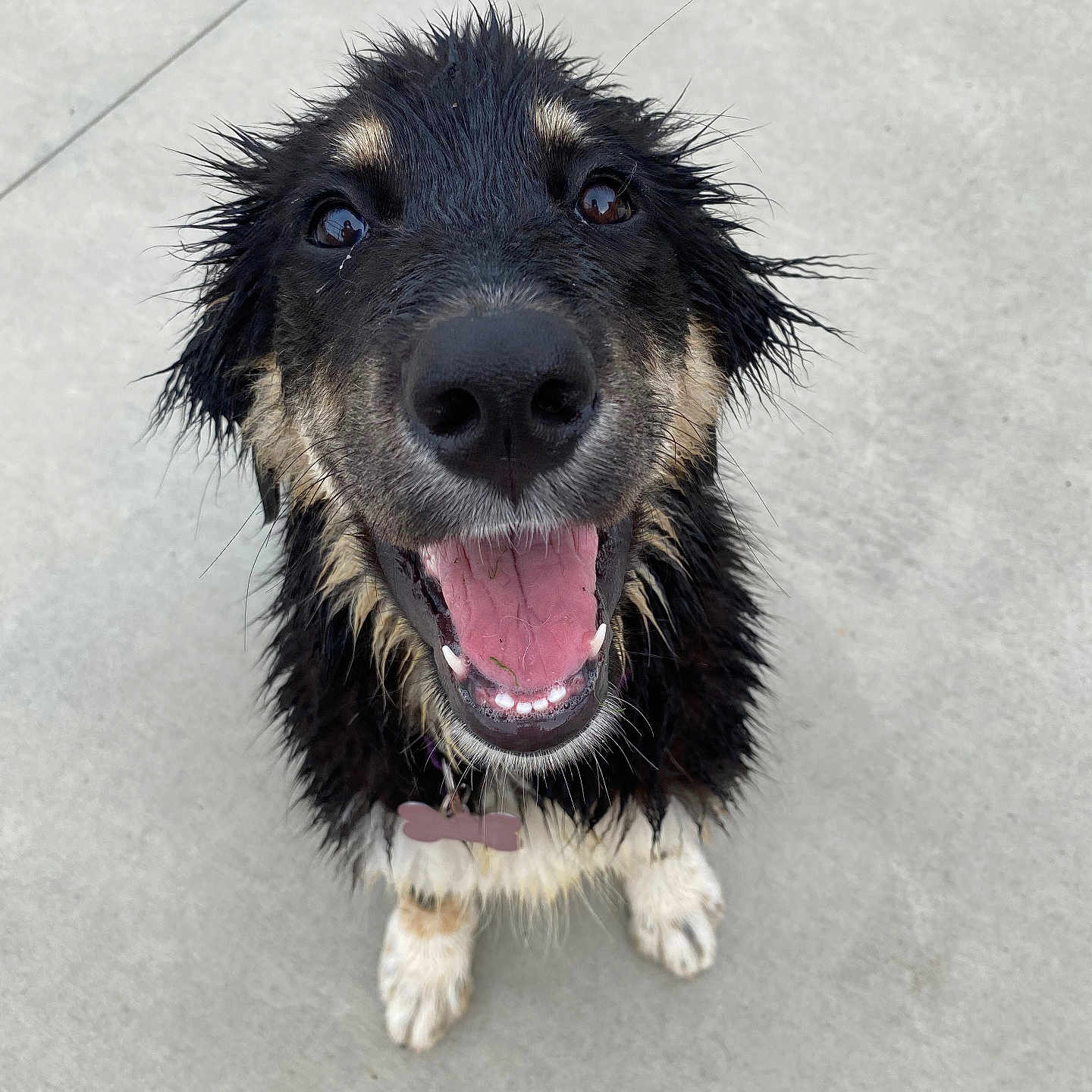 Azula is registered to the contest to win money with this photo: accessories, animal, ball, bodypart, canine, cockerspaniel, collie, dog, goldenretriever, hound, husky, mouth, outdoors, person, pet, puppy, sport, strap, tennis, tennisball