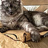 Mr. King joined the competition — help win amazing prizes! cat, gray_cat, fluffy, long_hair, feline, pet, animal, portrait, lying_down, indoors, home, cardboard_box, shipping_box, amazon_box, wood_floor, furniture, chair, ears, whiskers, green_eyes
