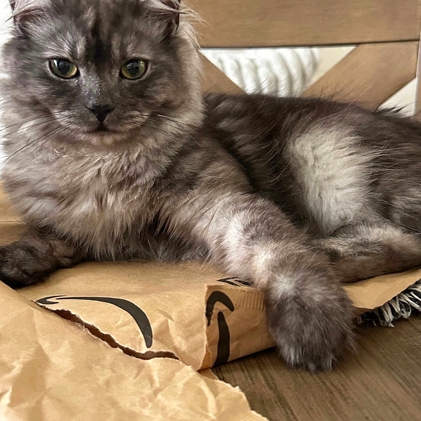 Mr. King joined the competition — help win amazing prizes! cat, gray_cat, fluffy, long_hair, feline, pet, animal, portrait, lying_down, indoors, home, cardboard_box, shipping_box, amazon_box, wood_floor, furniture, chair, ears, whiskers, green_eyes