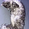 Mr. King is registered to the contest to win money with this photo: cat, fluffy, fur, gray_cat, white_fur, sitting, upright, tail, paws, sleepy, relaxed, indoor, blue_background, portrait, pet, animal, cute, funny_pose, long_hair, closeup