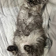 Mr. King joined the competition — help win amazing prizes! cat, kitten, fluffy, gray_fur, long_hair, lying_down, belly_up, paws, whiskers, large_eyes, indoors, bed, bedding, blanket, cozy, portrait, pet, cute, relaxed, close_up