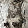 cat, kitten, fluffy, gray_fur, long_hair, lying_down, belly_up, paws, whiskers, large_eyes, indoors, bed, bedding, blanket, cozy, portrait, pet, cute, relaxed, close_up