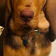 Tink is registered to the contest to win money with this photo: dog, pet, brown_dog, close_up, collar, indoor, carpet, ears, face, animal, portrait, canine, tag, brown_fur, sitting, looking_up, nose, fur, domestic_animal, companion