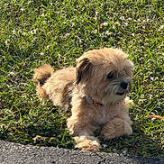 Bear joined the competition — help win amazing prizes! animal, calm, collar, cute, daytime, dog, flower, fur, grass, greenery, ground, nature, outdoor, pavement, pet, relaxing, resting, side_view, small_dog, sunlight