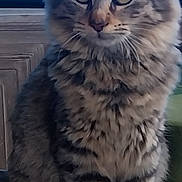 Crevette a rejoint le concours — aidez-le/la à gagner de superbes lots ! alert, animal, brown_fur, cat, cute, feline, fluffy, gray_fur, green_eyes, indoors, large_ears, living_room, long_hair, pet, portrait, sitting, striped_fur, tabby, whiskers, wooden_table