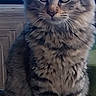 alert, animal, brown_fur, cat, cute, feline, fluffy, gray_fur, green_eyes, indoors, large_ears, living_room, long_hair, pet, portrait, sitting, striped_fur, tabby, whiskers, wooden_table