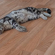 Albat a rejoint le concours — aidez-le/la à gagner de superbes lots ! cat, close_up, cozy, domestic_animal, feline, flooring, grey_fur, hardwood_floor, indoor, lying_down, nap, paws, pet, relaxed, sleeping, striped_fur, tabby_cat, tail, whiskers, wooden_floor