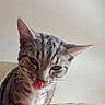 Albat participe au concours pour gagner de l'argent avec cette photo : cat, close_up, couch, curious, domestic_animal, ears, face, feline, fur, green_eyes, indoor, licking, muzzle, pet, playful, portrait, stripes, tabby_cat, tongue_out, whiskers