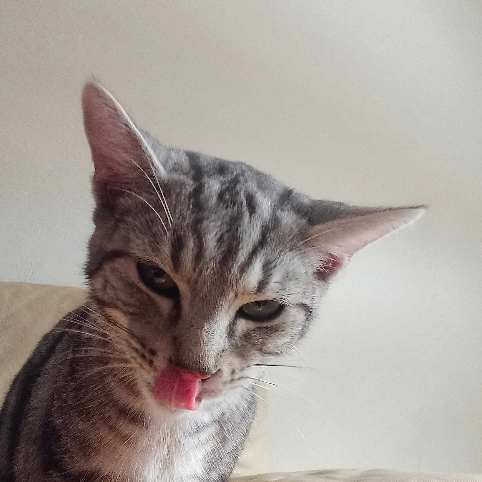 Albat participe au concours pour gagner de l'argent avec cette photo : cat, close_up, couch, curious, domestic_animal, ears, face, feline, fur, green_eyes, indoor, licking, muzzle, pet, playful, portrait, stripes, tabby_cat, tongue_out, whiskers