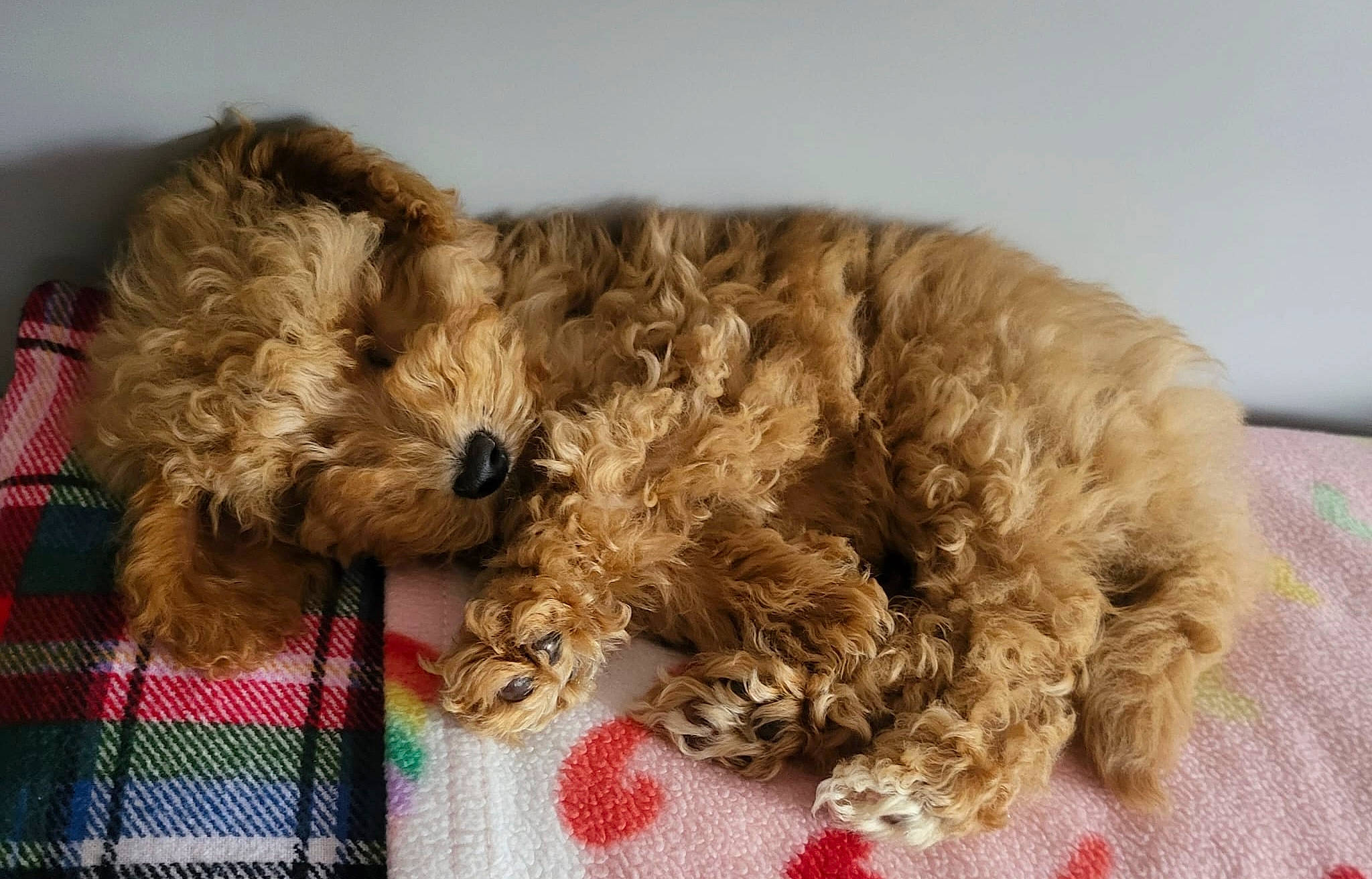 Honey joined the competition — help win amazing prizes! canidae, carnivore, companion_dog, dog, dog_breed, dog_collar, dog_supply, fawn, fur, glasses, liver, pet_supply, poodle, snout, sporting_group, terrier, toy, toy_dog, water_dog, working_animal