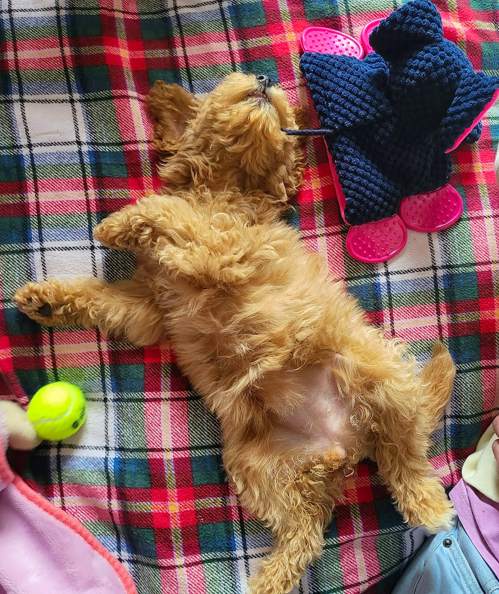 Honey joined the competition — help win amazing prizes! carnivore, companion_dog, dog, dog_breed, dog_supply, fawn, fur, pattern, pet_supply, plaid, small_terrier, sporting_group, tartan, tennis_ball, terrier, textile, toy_dog, working_animal, yorkipoo