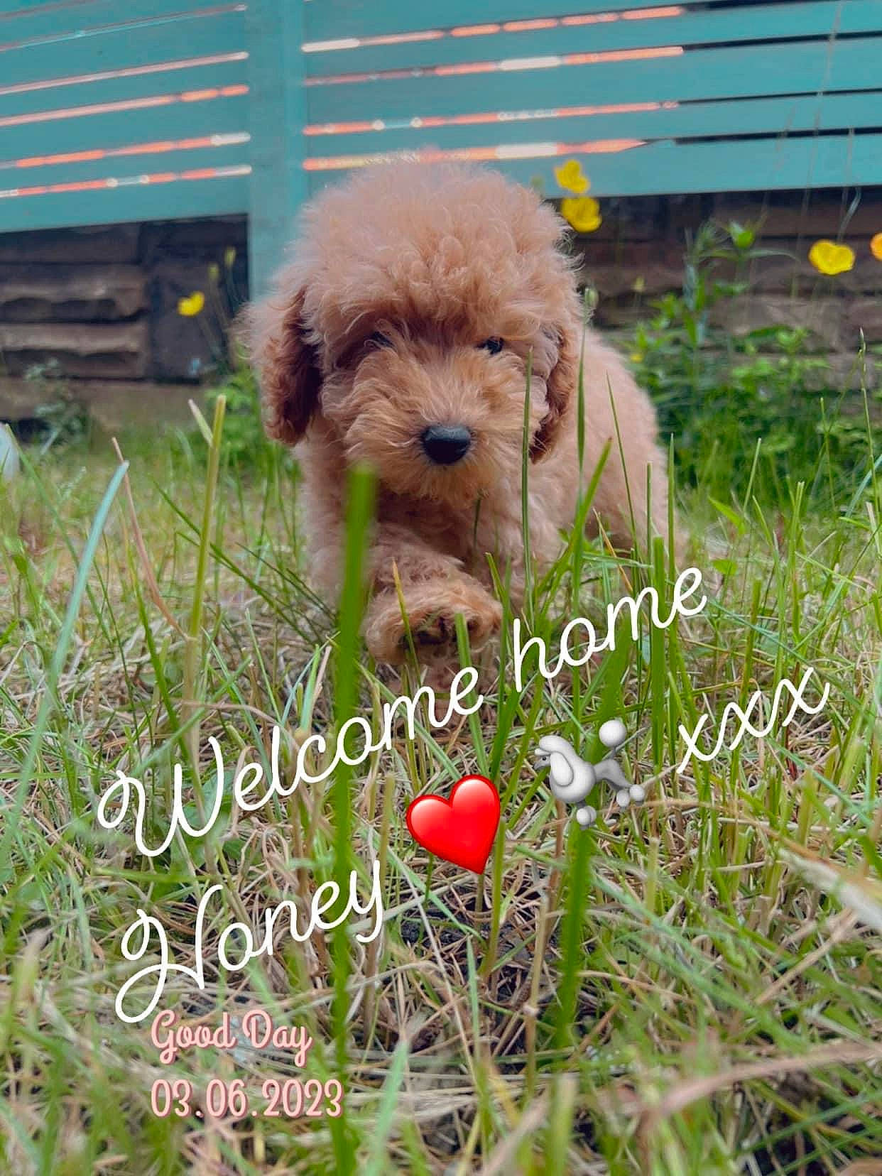 Honey is registered to the contest to win money with this photo: carnivore, companion_dog, dog, dog_breed, dog_supply, fawn, fur, grass, grassland, happy, liver, photo_caption, plant, retriever, snout, soil, sporting_group, terrier, toy_dog, working_animal
