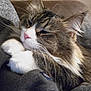 Lilly is registered to the contest to win money with this photo: blanket, cat, close_up, couch, cozy, ear, face, feline, fur, indoor, long_hair, paw, pet, pink_nose, portrait, relaxed, sleeping, sleepy, tabby_cat, whiskers