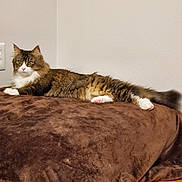 Lilly joined the competition — help win amazing prizes! blanket, brown_blanket, cat, corner, domestic, electrical_outlet, feline, fur, green_eyes, indoor, longhair, lounging, paw, pet, portrait, resting, tail, wall, whiskers, wood_floor