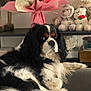 dog, couch, flower_bouquet, teddy_bear, shelf, indoor, pet, black_and_white, fur, relaxed, home_decor, fluffy, animal, domestic, soft_toys, living_room, cozy, resting, portrait, side_view
