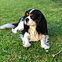 dog, cavalier_king_charles_spaniel, grass, outdoor, pet, animal, canine, fur, lying_down, nature, greenery, mammal, companion, portrait, relaxing, summer, sunlight, domestic_animal, cute, friendly