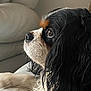 dog, cavalier_king_charles_spaniel, pet, animal, close_up, profile, resting, couch, indoor, fur, black, white, brown, long_hair, looking_away, side_view, calm, domestic, companion, cute