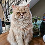 cat, fluffy, cream_colored, indoor, wooden_table, plant, home_decor, staircase, pet, feline, sitting, close_up, amber_eyes, whiskers, domestic_animal, cute, portrait, fur, animal, calm