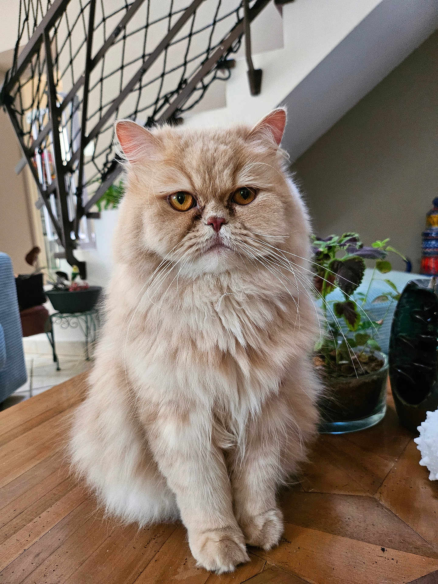 Uno a rejoint le concours — aidez-le/la à gagner de superbes lots ! cat, fluffy, cream_colored, indoor, wooden_table, plant, home_decor, staircase, pet, feline, sitting, close_up, amber_eyes, whiskers, domestic_animal, cute, portrait, fur, animal, calm