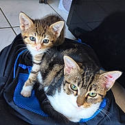 Simba participe au concours pour gagner de l'argent avec cette photo : cat, kitten, tabby, feline, pet, animal, two_cats, portrait, close_up, sitting, backpack, indoors, tile_floor, blue, brown, white, green_eyes, striped_fur, cute, playful