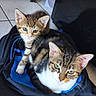 cat, kitten, tabby, feline, pet, animal, two_cats, portrait, close_up, sitting, backpack, indoors, tile_floor, blue, brown, white, green_eyes, striped_fur, cute, playful