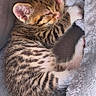 Simba a rejoint le concours — aidez-le/la à gagner de superbes lots ! kitten, cat, sleeping, curled_up, blanket, fluffy, tabby, striped_fur, paw, ears, whiskers, nose, eyes_closed, cozy, cute, indoors, pet, feline, relaxed, portrait