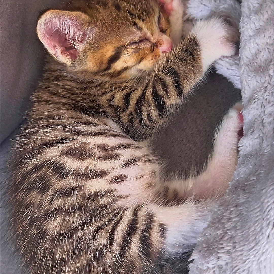 Simba a rejoint le concours — aidez-le/la à gagner de superbes lots ! kitten, cat, sleeping, curled_up, blanket, fluffy, tabby, striped_fur, paw, ears, whiskers, nose, eyes_closed, cozy, cute, indoors, pet, feline, relaxed, portrait
