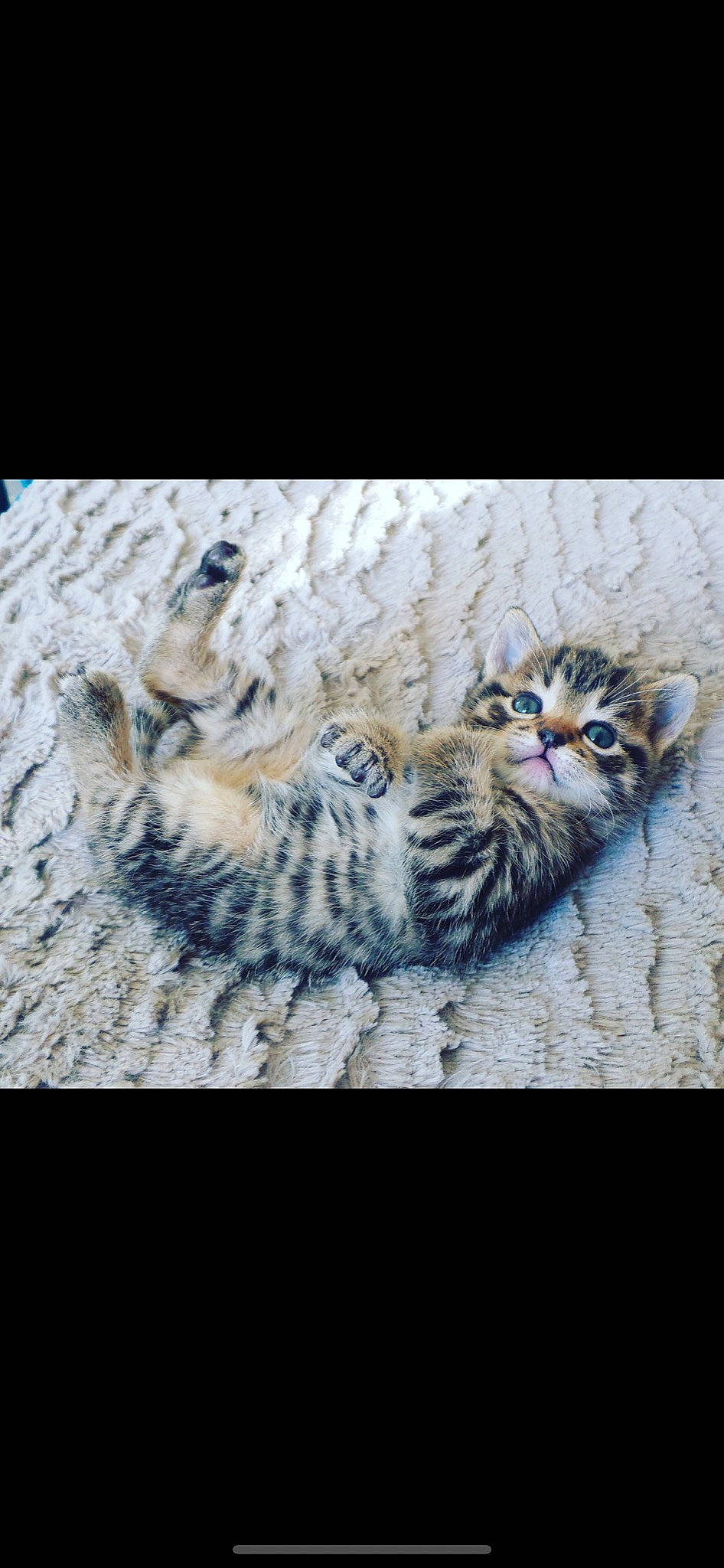 Clochette a rejoint le concours — aidez-le/la à gagner de superbes lots ! big_cats, carnivore, cat, claw, domestic_short_haired_cat, felidae, fur, organism, paw, sky, small_to_medium_sized_cats, tail, terrestrial_animal, whiskers, wildlife, wood