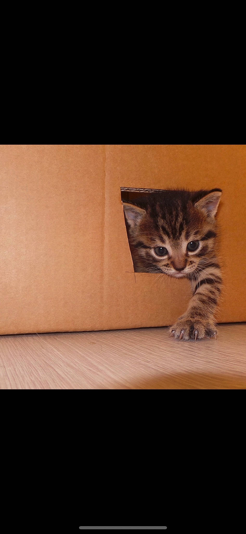 Clochette participe au concours pour gagner de l'argent avec cette photo : carnivore, cat, comfort, domestic_short_haired_cat, door, fawn, felidae, flooring, fur, hardwood, paw, rectangle, small_to_medium_sized_cats, snout, tail, terrestrial_animal, tints_and_shades, whiskers, window, wood