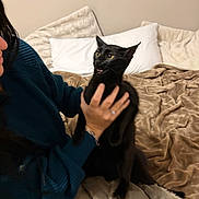 Bb is registered to the contest to win money with this photo: black_cat, cat, pet, animal, bed, blanket, pillow, person, hand, sweater, indoor, feline, yellow_eyes, fur, cozy, home, comfort, surprised_expression, holding, resting