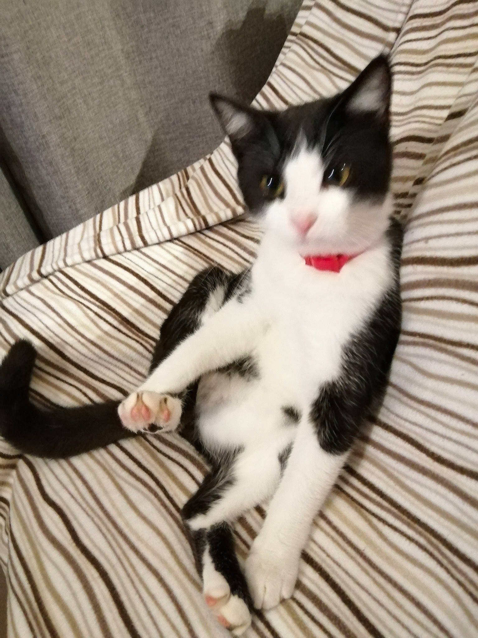 Tarzan a rejoint le concours — aidez-le/la à gagner de superbes lots ! carnivore, cat, comfort, domestic_short_haired_cat, eye, felidae, foot, formal_wear, fur, hair, head, human_leg, iris, paw, sitting, small_to_medium_sized_cats, snout, tail, whiskers, wood