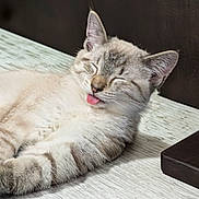 Cooper joined the competition — help win amazing prizes! animal, cat, cute, domestic_animal, ears, face, feline, fluffy, indoor, lying_down, pet, playful, relaxed, resting, sleepy, soft_fur, striped, tongue_out, whiskers, wooden_surface