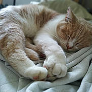 Roméo a rejoint le concours — aidez-le/la à gagner de superbes lots ! aegean_cat, asian, australian_mist, carnivore, cat, claw, comfort, domestic_short_haired_cat, european_shorthair, fawn, felidae, fur, kitten, nap, paw, polydactyl_cat, sleep, small_to_medium_sized_cats, tabby_cat, whiskers