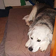 Vodka participe au concours pour gagner de l'argent avec cette photo : akbash_dog, canidae, carnivore, companion_dog, dog, dog_breed, great_pyrenees, kuvasz, labrador_husky, livestock_guardian_dog, mammal, maremma_sheepdog, mucuchies, rare_breed_dog, siberian_husky, slovak_cuvac, sporting_group, tail, vertebrate