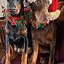 doberman, dog, pet, christmas_hat, holiday_costume, festive, indoor, couch, maroon, decor, red, green, sitting, two_dogs, animal, canine, portrait, cute, costume, holiday