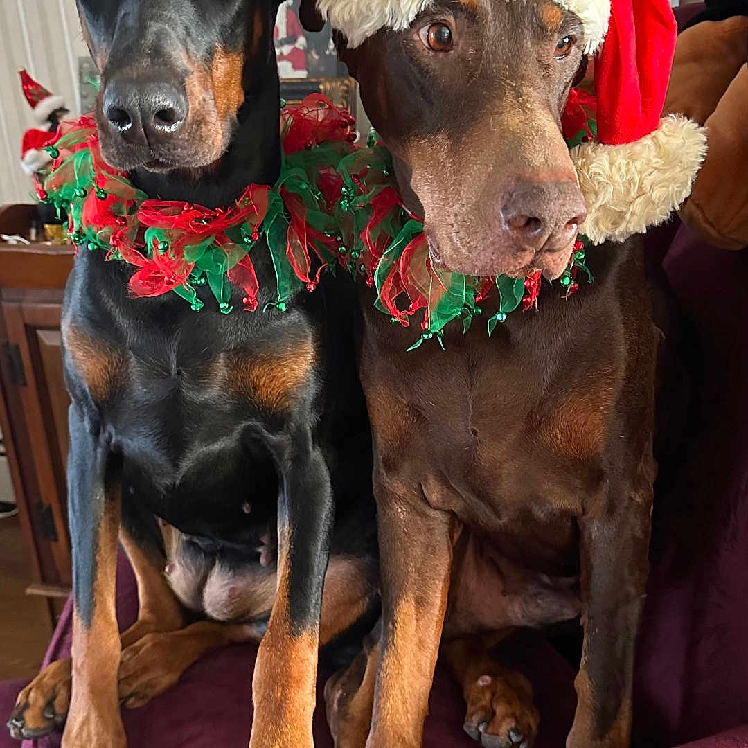 Duce And Lilly is registered to the contest to win money with this photo: animal, canine, christmas_hat, costume, couch, cute, decor, doberman, dog, festive, green, holiday, holiday_costume, indoor, maroon, pet, portrait, red, sitting, two_dogs